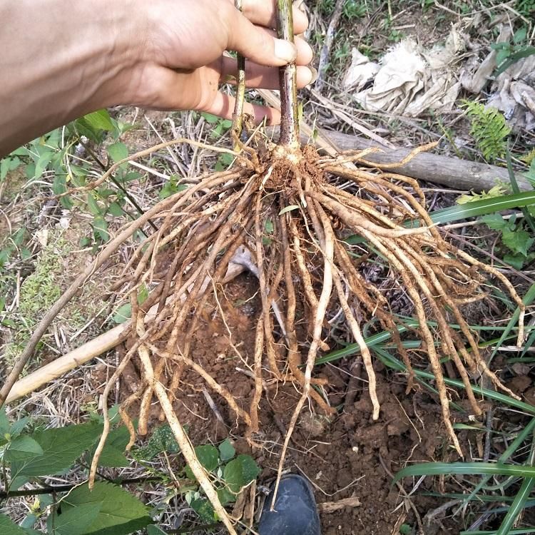 [怀牛膝批发] 中药材 牛膝 土牛膝 大量供应土牛膝根