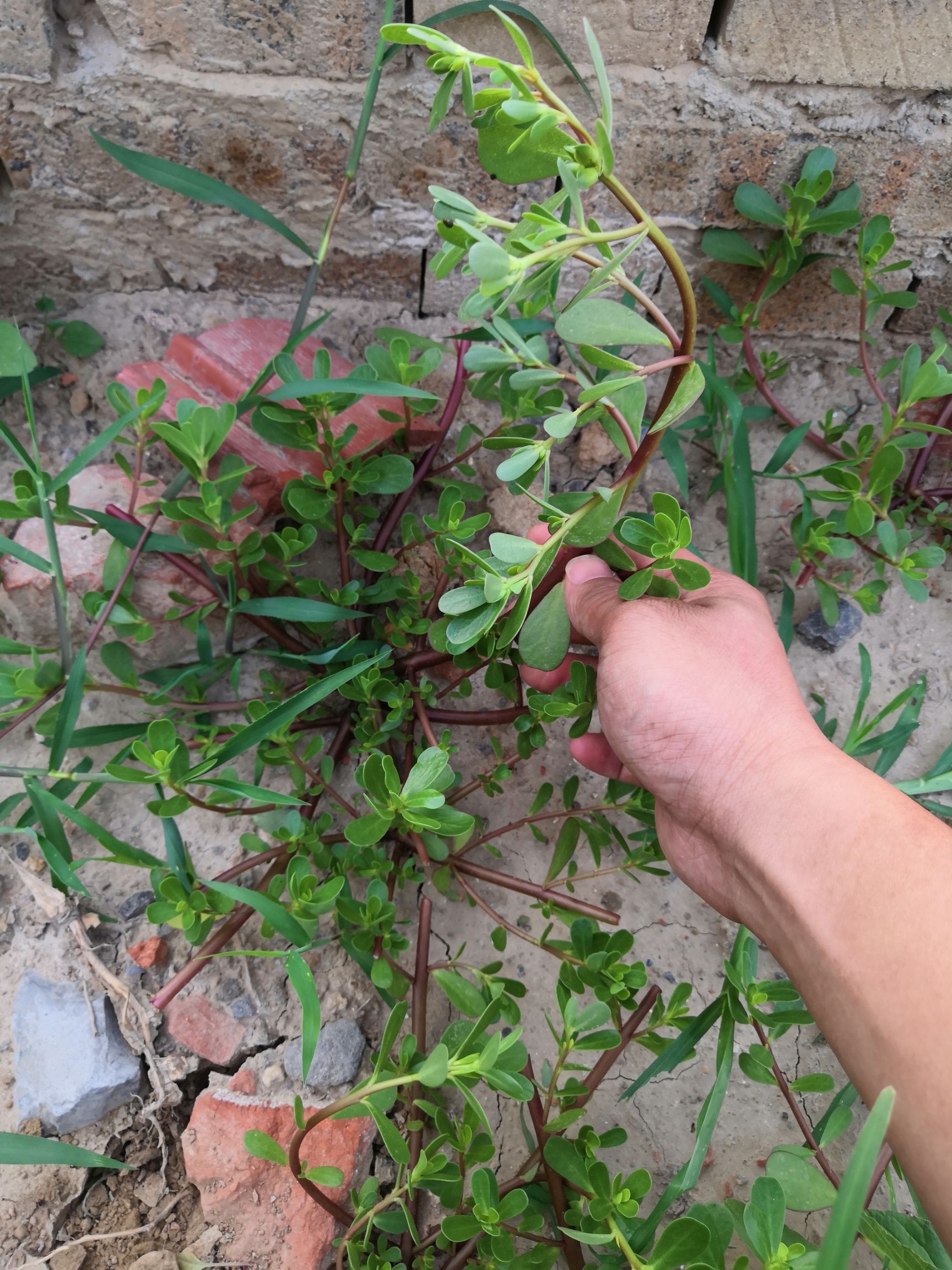 蜇麻子菜 马子菜,纯野生 纯天然