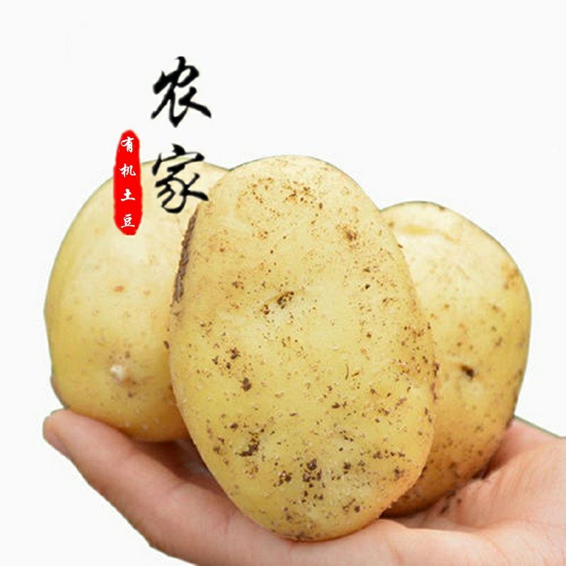 贵州毕节 毕节碧秀佳有机种植土豆有机马铃薯