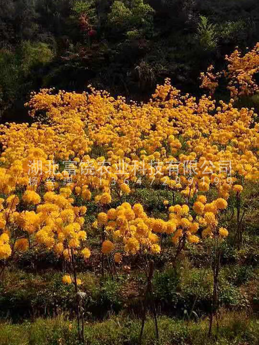 黄杜鹃闹羊花羊踯躅8年熟桩