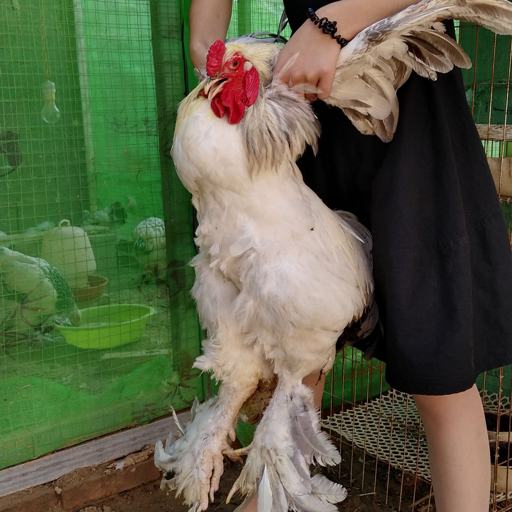 天津和平 婆罗门鸡苗梵天鸡观赏鸡世界最大鸡脱温苗婆罗门鸡种蛋梵天