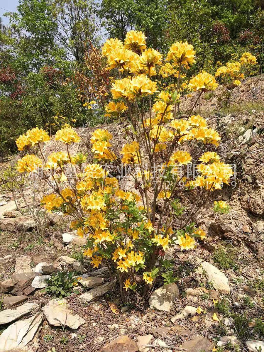 黄杜鹃闹羊花羊踯躅5年熟桩树苗