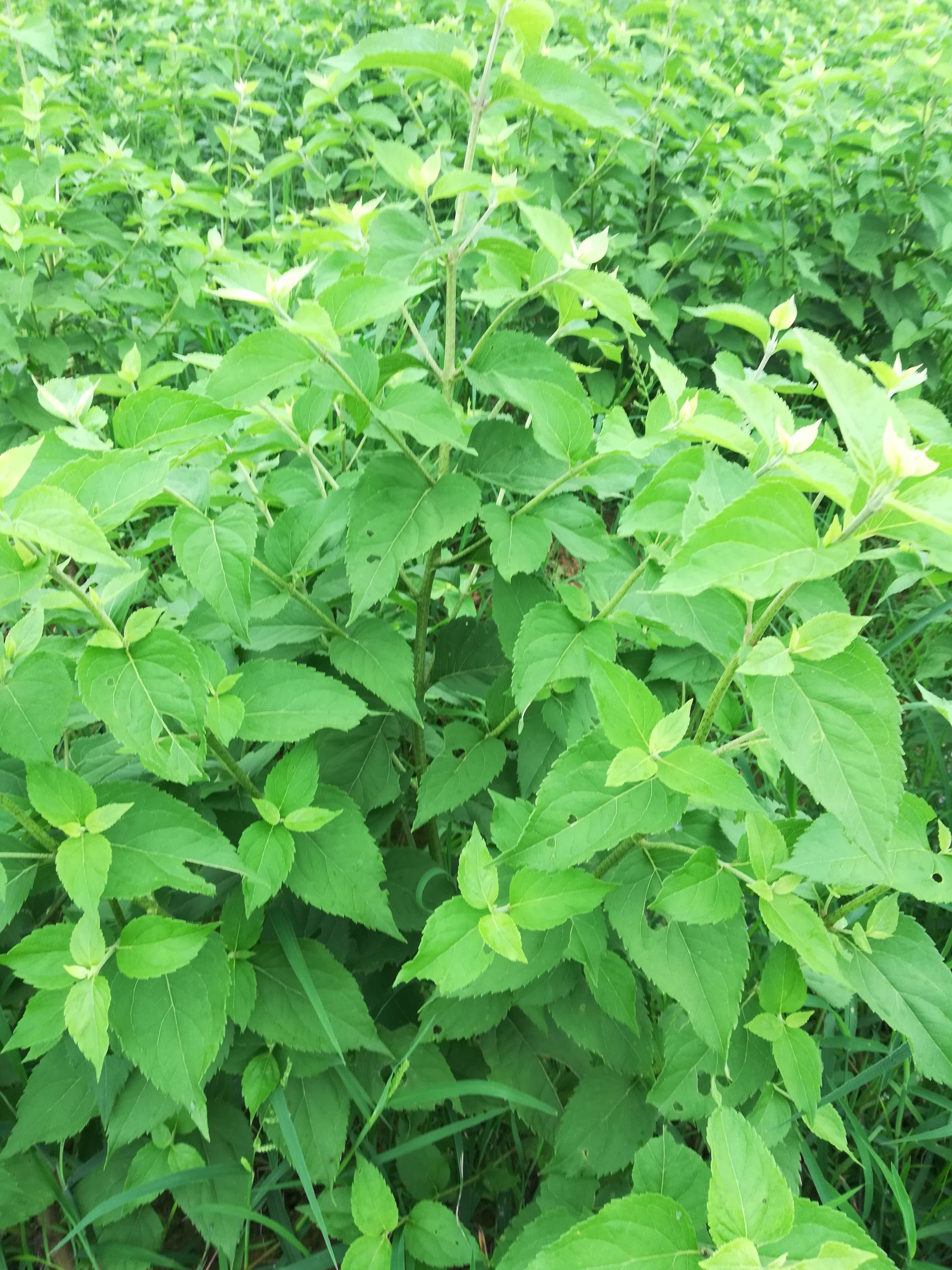 中药材 牛膝 土牛膝 大量供应土牛膝根产地直销价格实