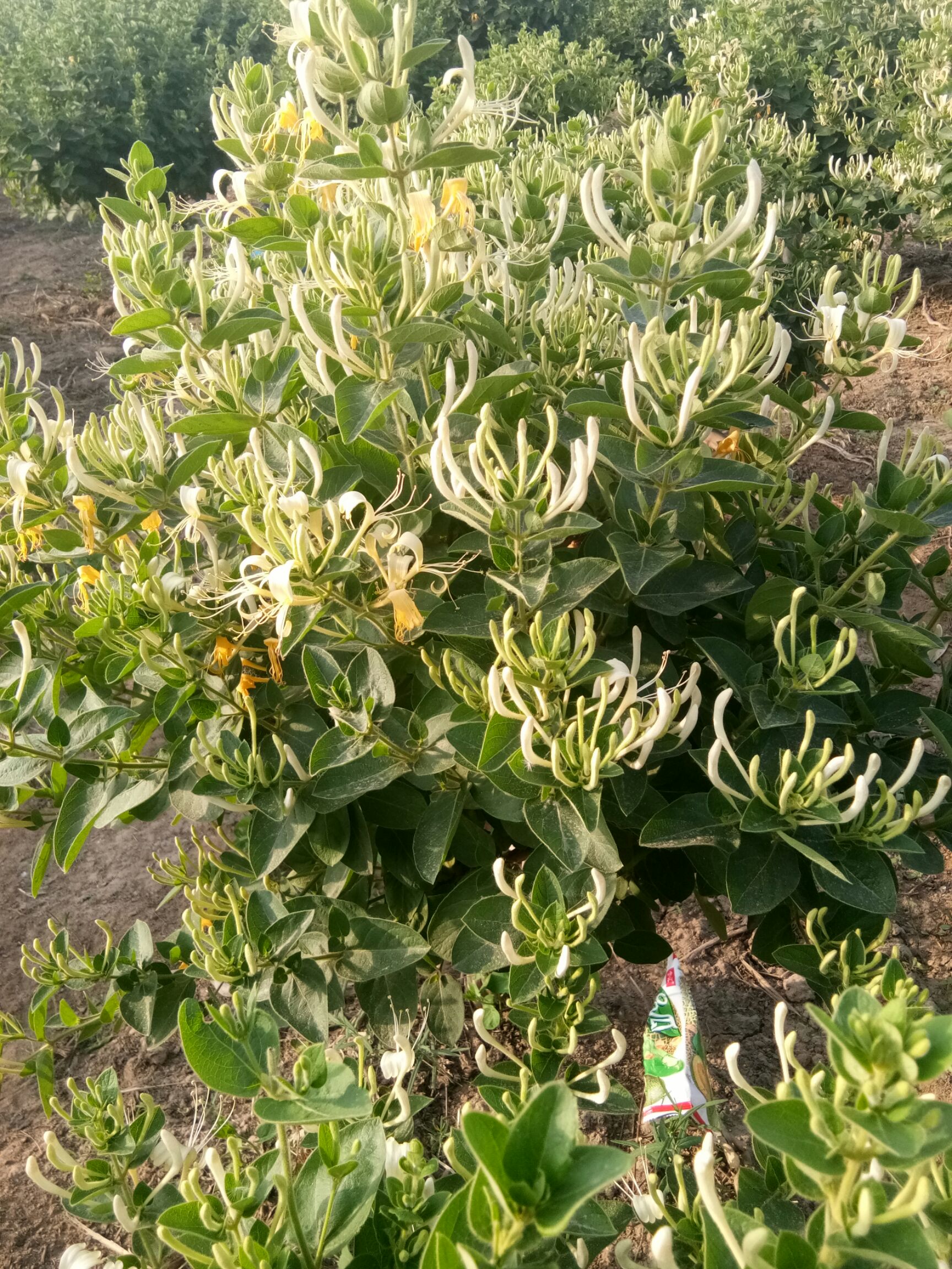 [金花3号树形金银花苗批发]树形金银花 金银花盆景,苗子都有质量保证