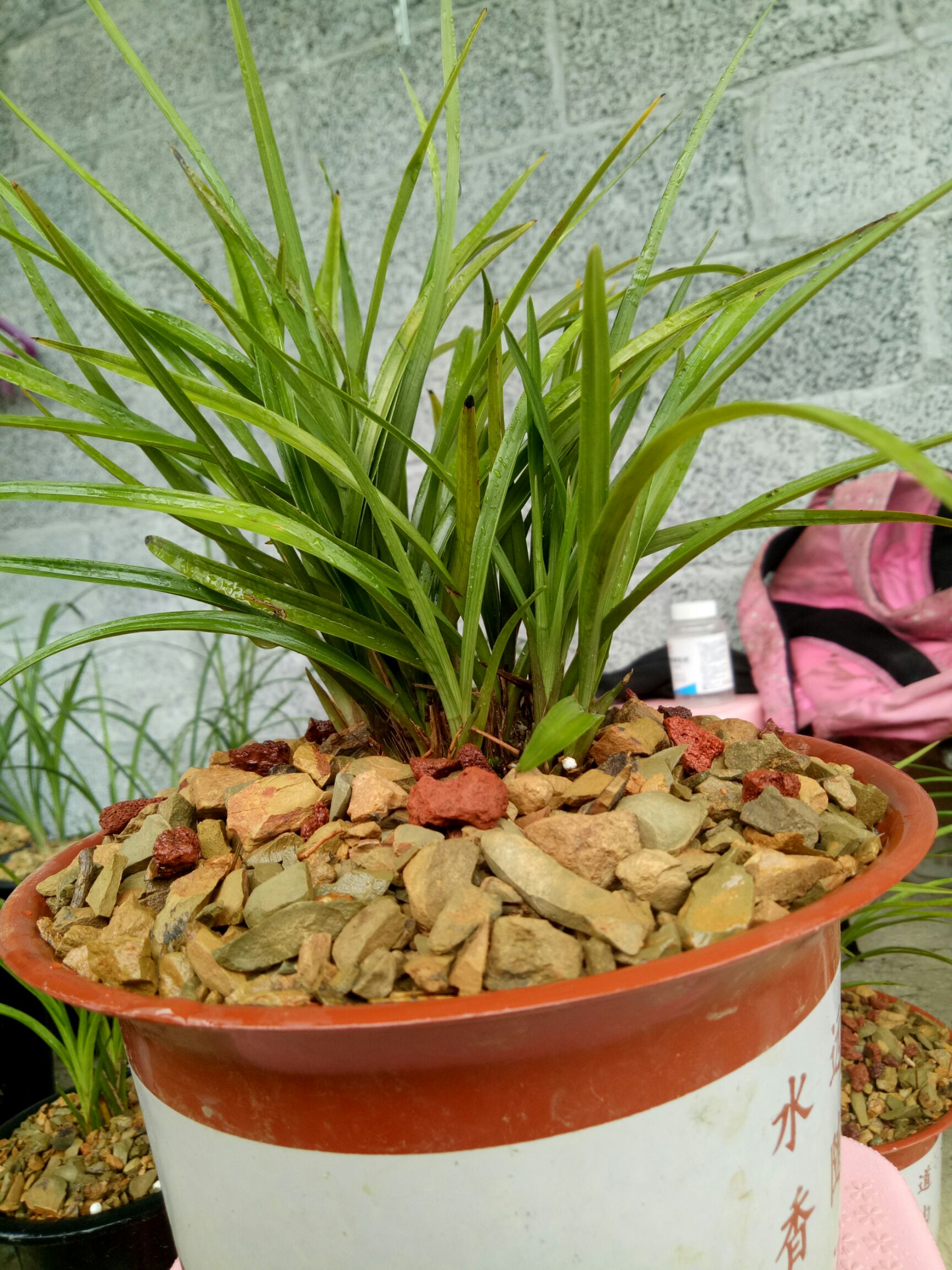 供应大厅  苗木花草  兰花