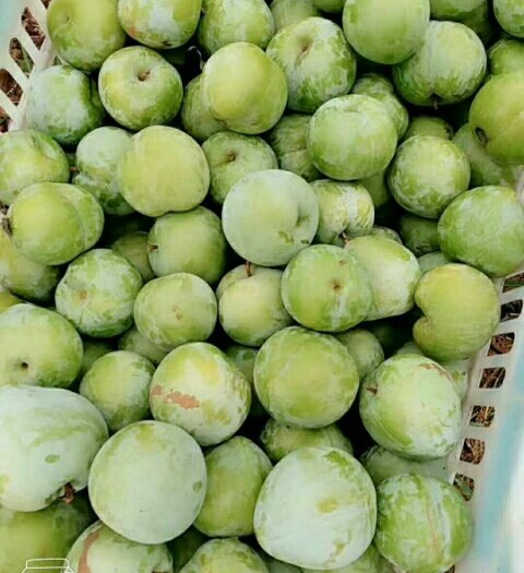 湖北15 - 20mm李子