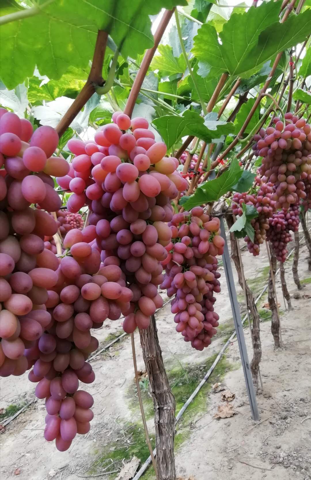 克伦生葡萄来自西昌的农产品果实丰厚皮脆多汁品质保证