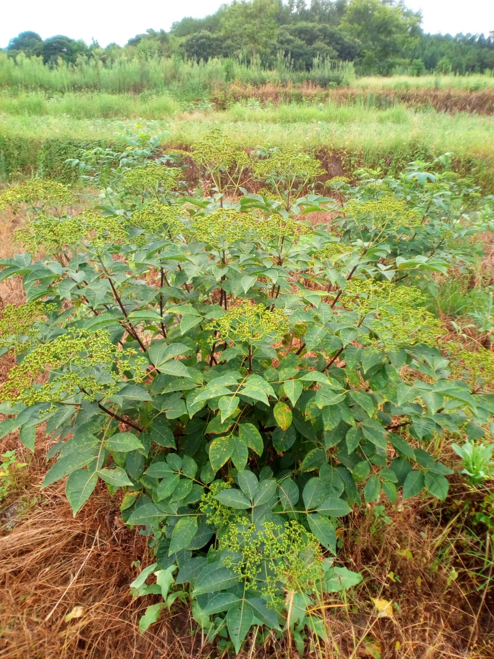 江西中花吴茱萸