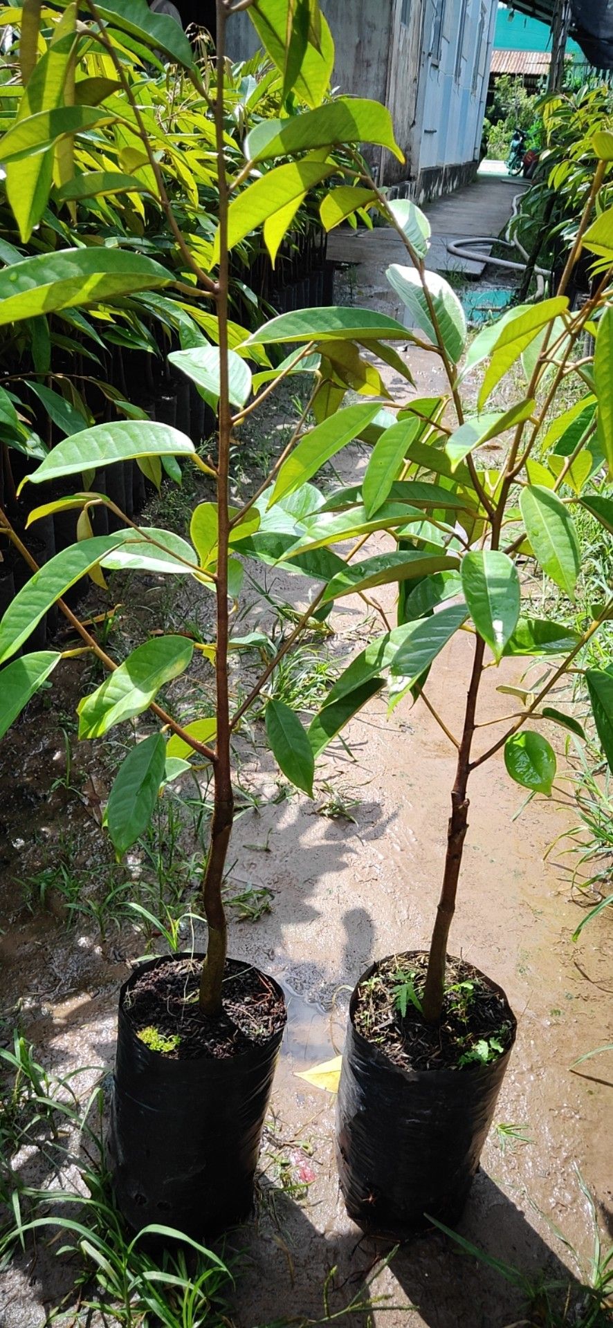 猫山王榴莲苗 马来西亚猫山王泰国金枕头榴莲果树苗南方北方种植盆栽