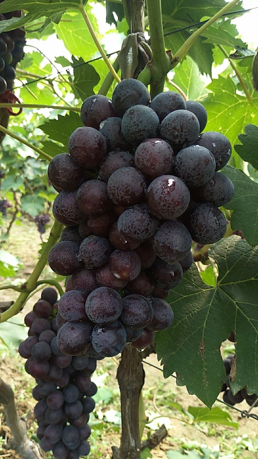 夏黑葡萄粒大口感好已成熟上市量大从优