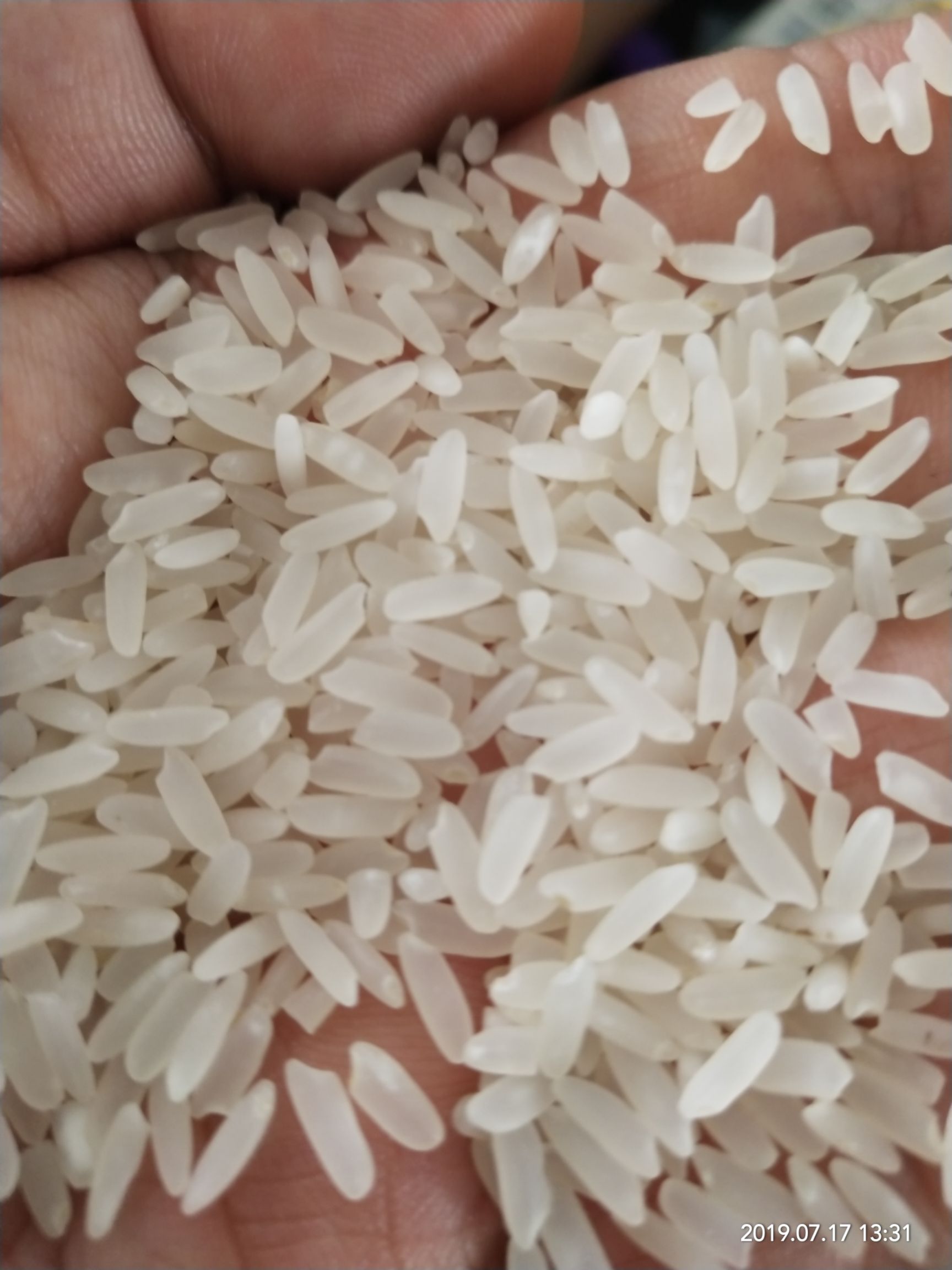 龙阳16大米 一等品 一季稻 粳米