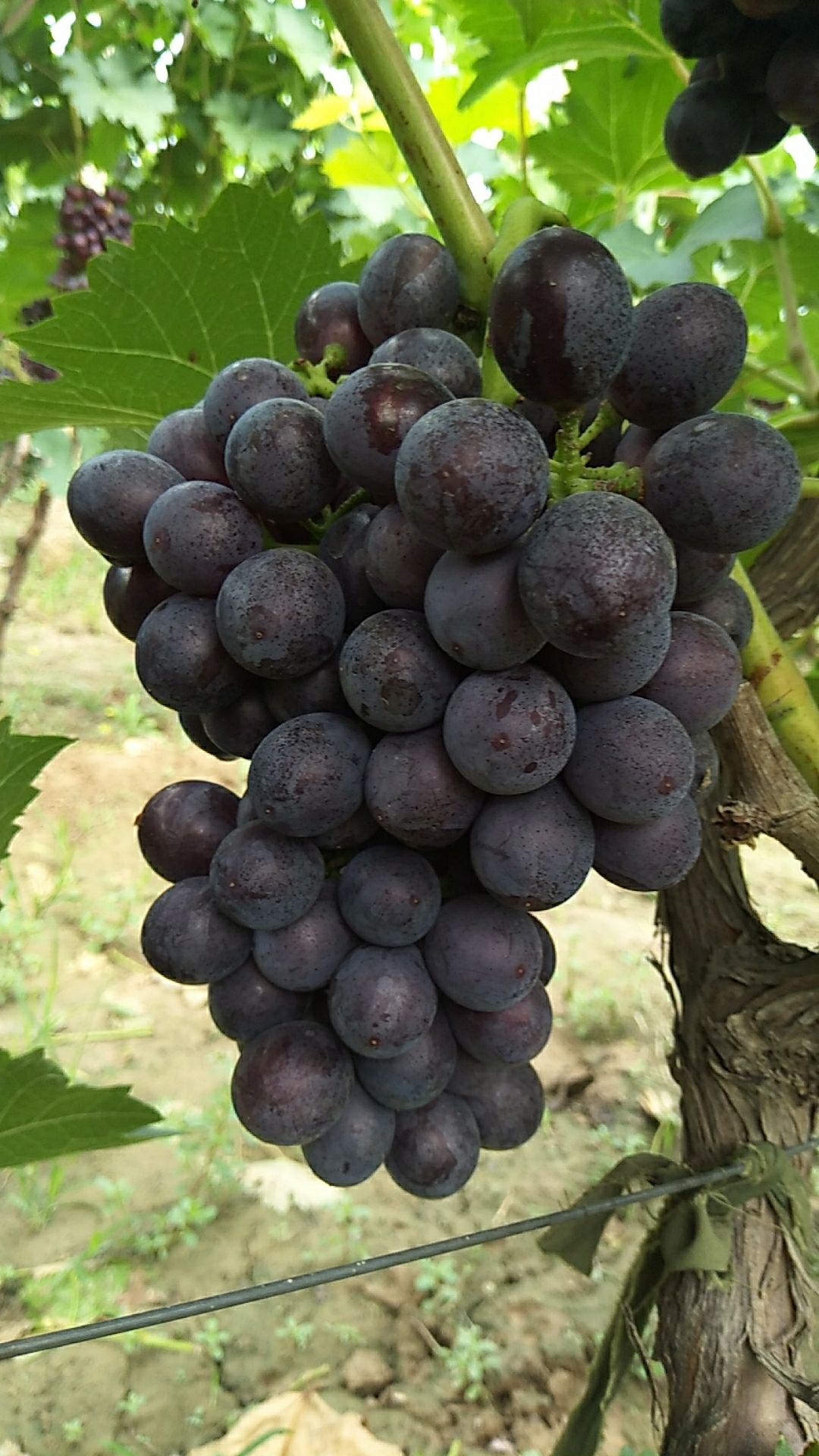 夏黑葡萄粒大口感好已成熟上市量大从优