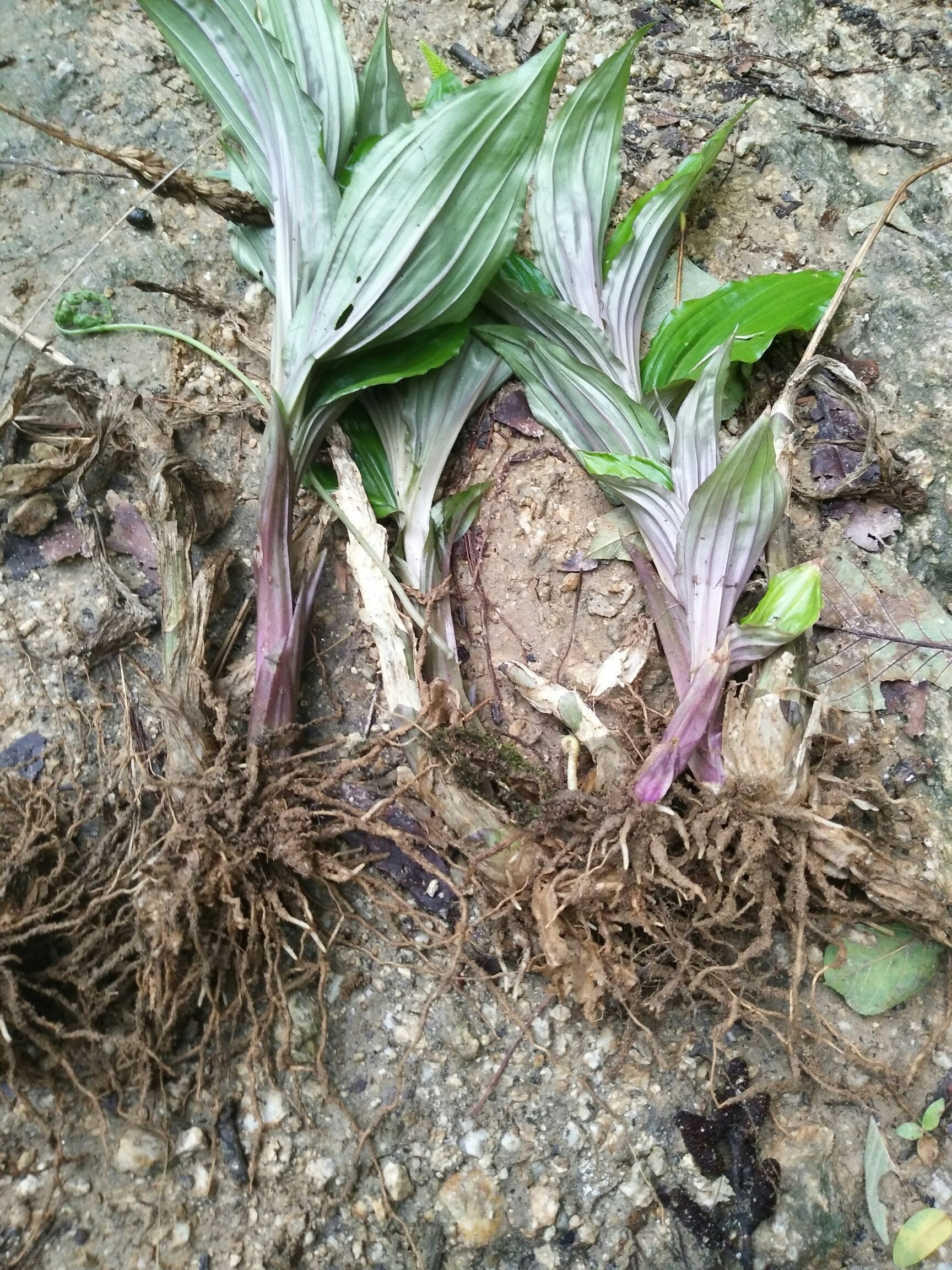 见血清 纯野生