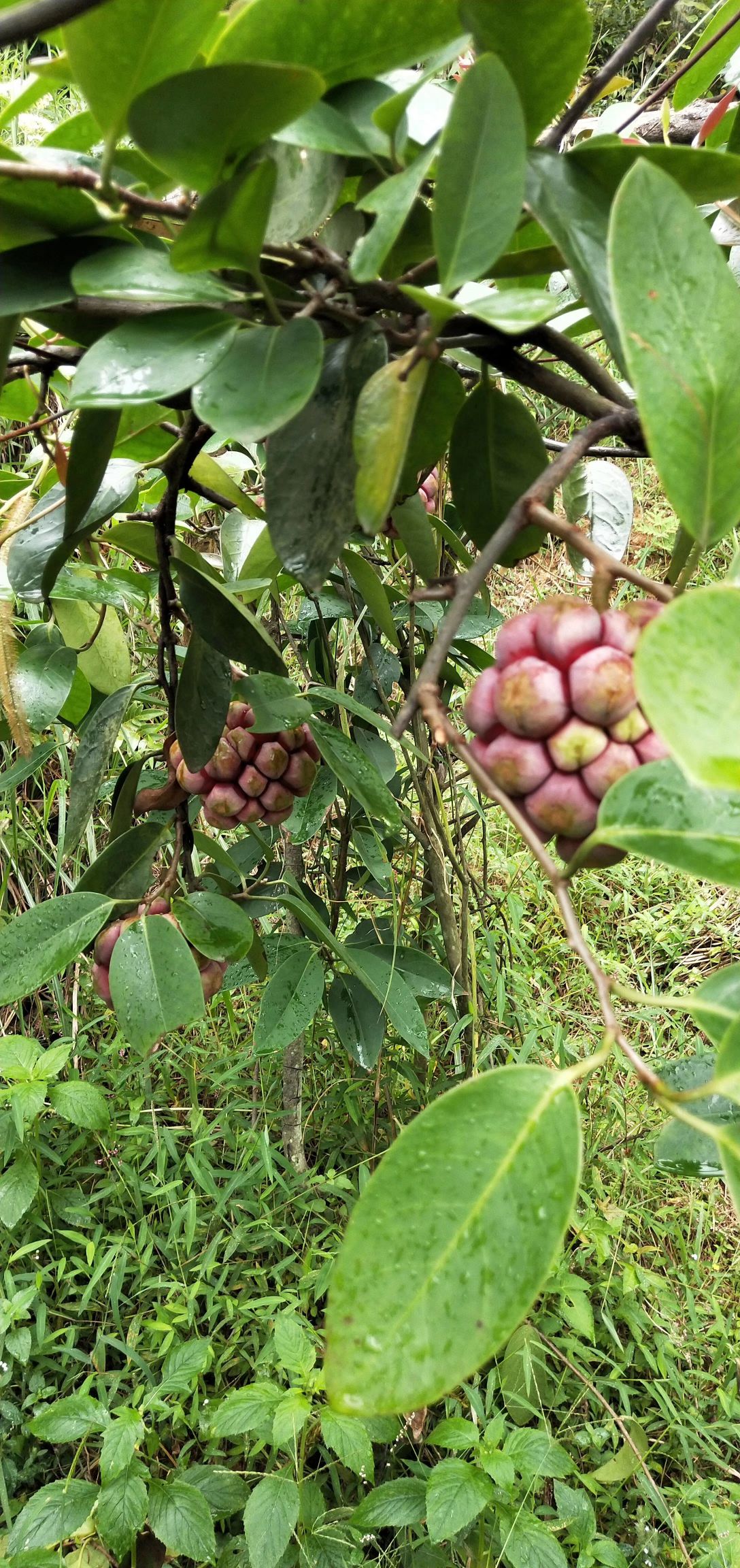 粉红黑老虎苗 血藤果(黑老虎)花果苗