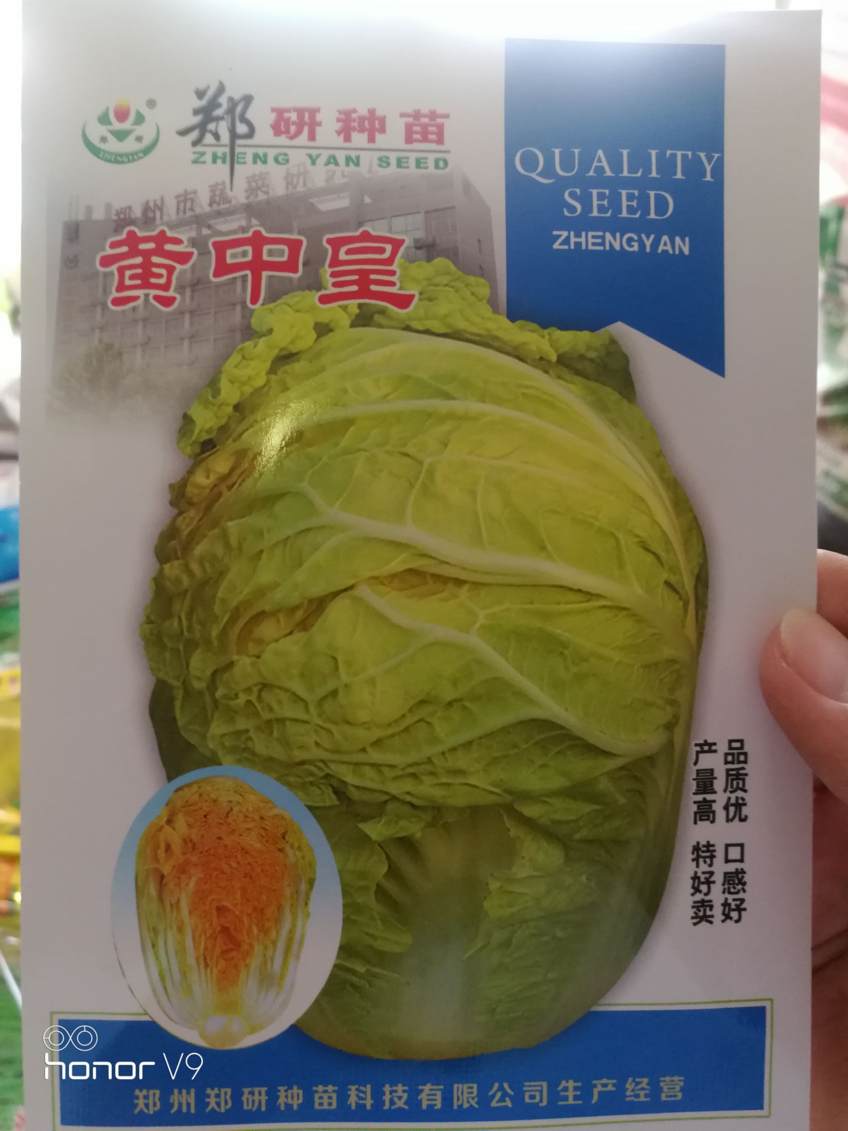 黄心白菜种子
