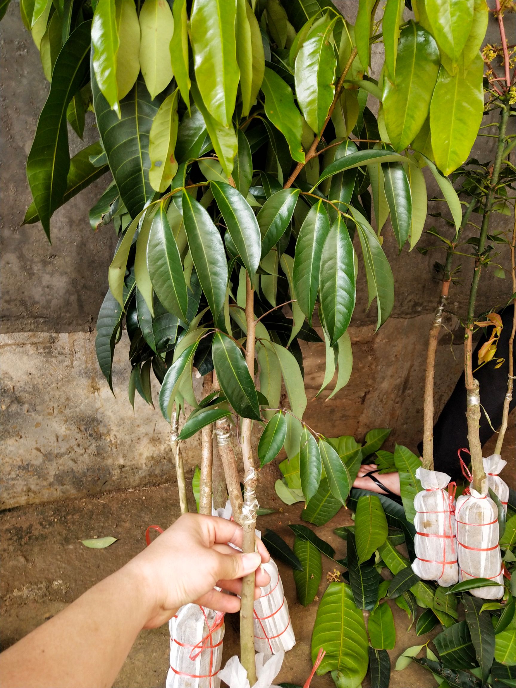 无核荔枝苗荔枝