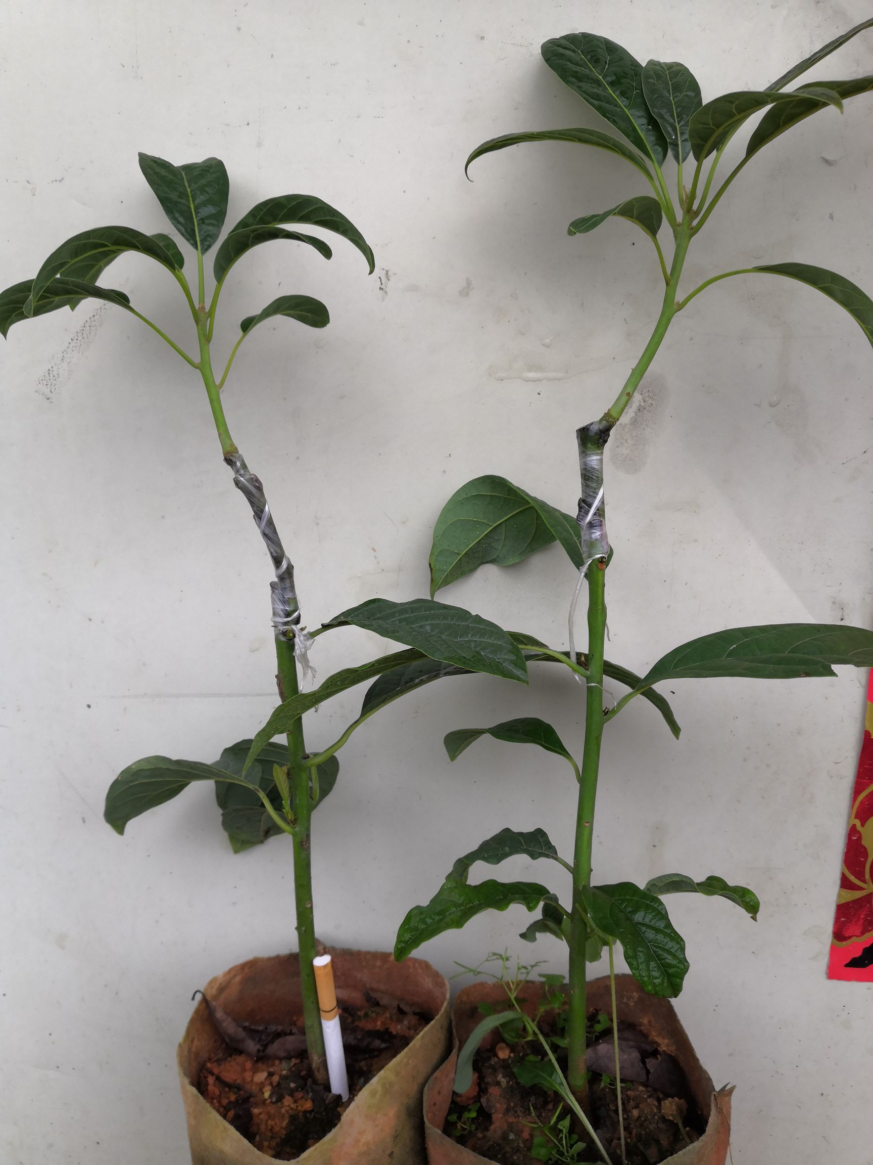 哈斯牛油果苗,桂研油梨嫁接苗,广西牛油果苗,台湾新品种