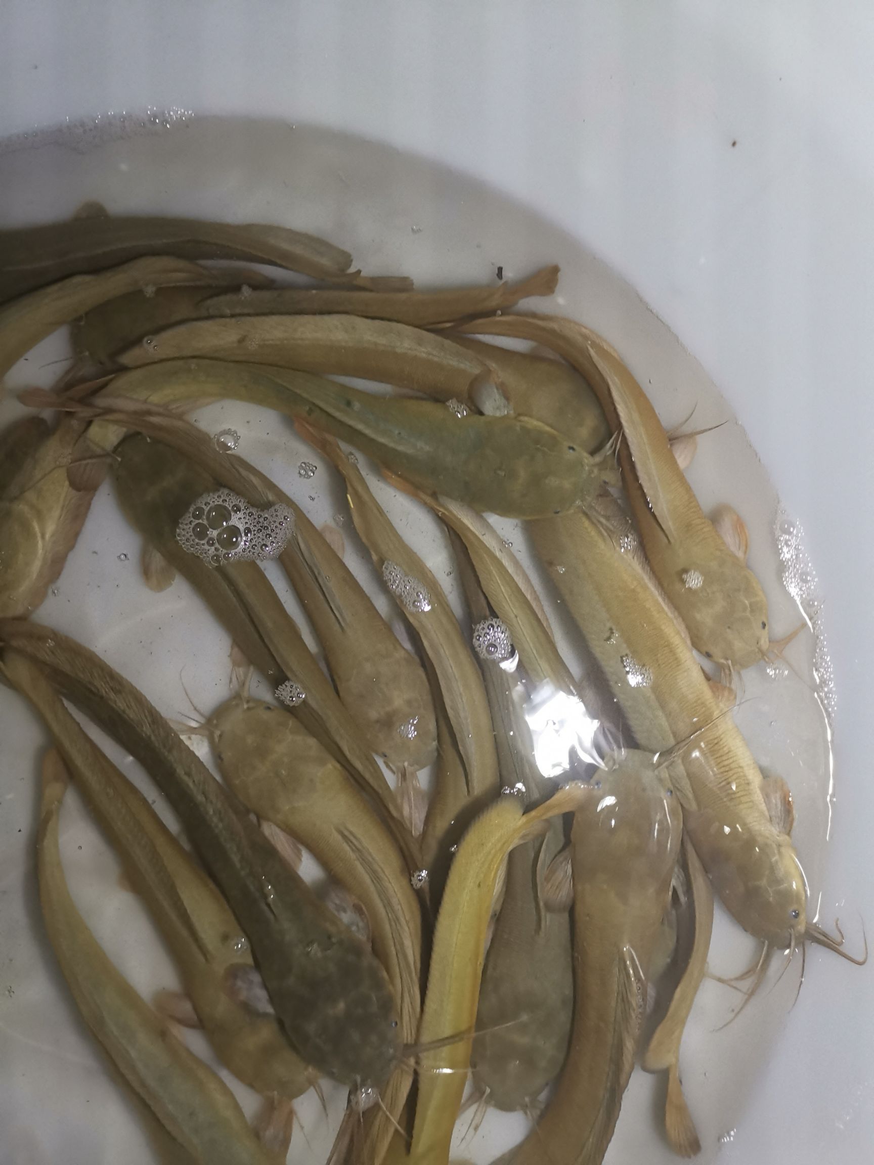 本地塘鲺 肉质鲜嫩,口感好,矿物质泉水生态养殖
