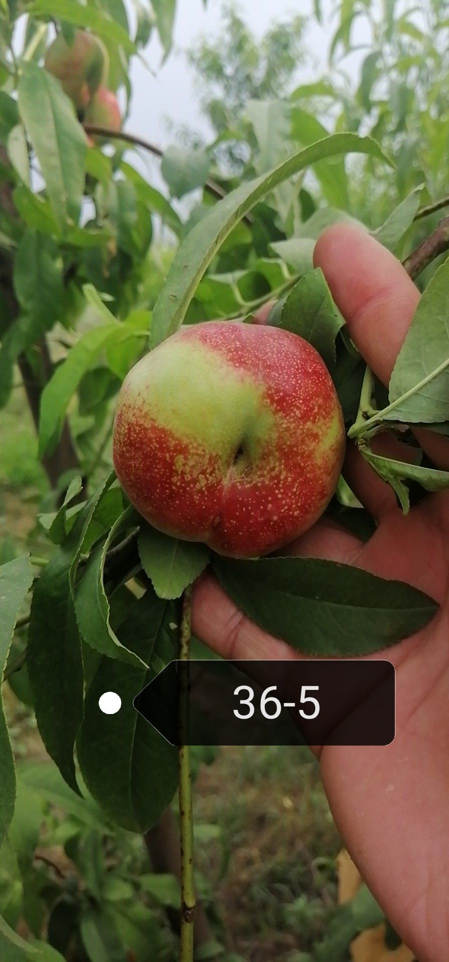 油蟠桃苗 36-5桃苗