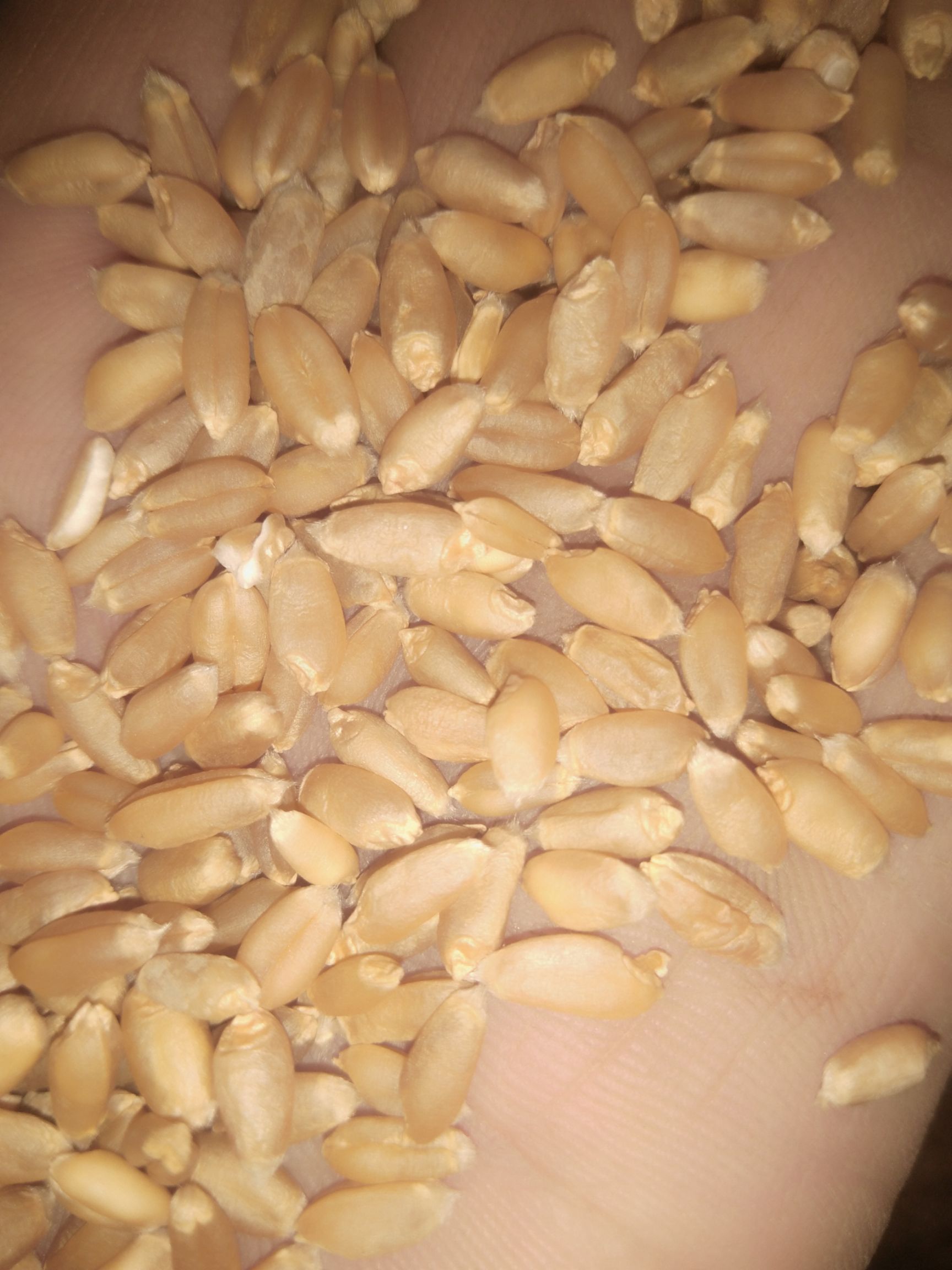 2019年优质小麦9023和西农979