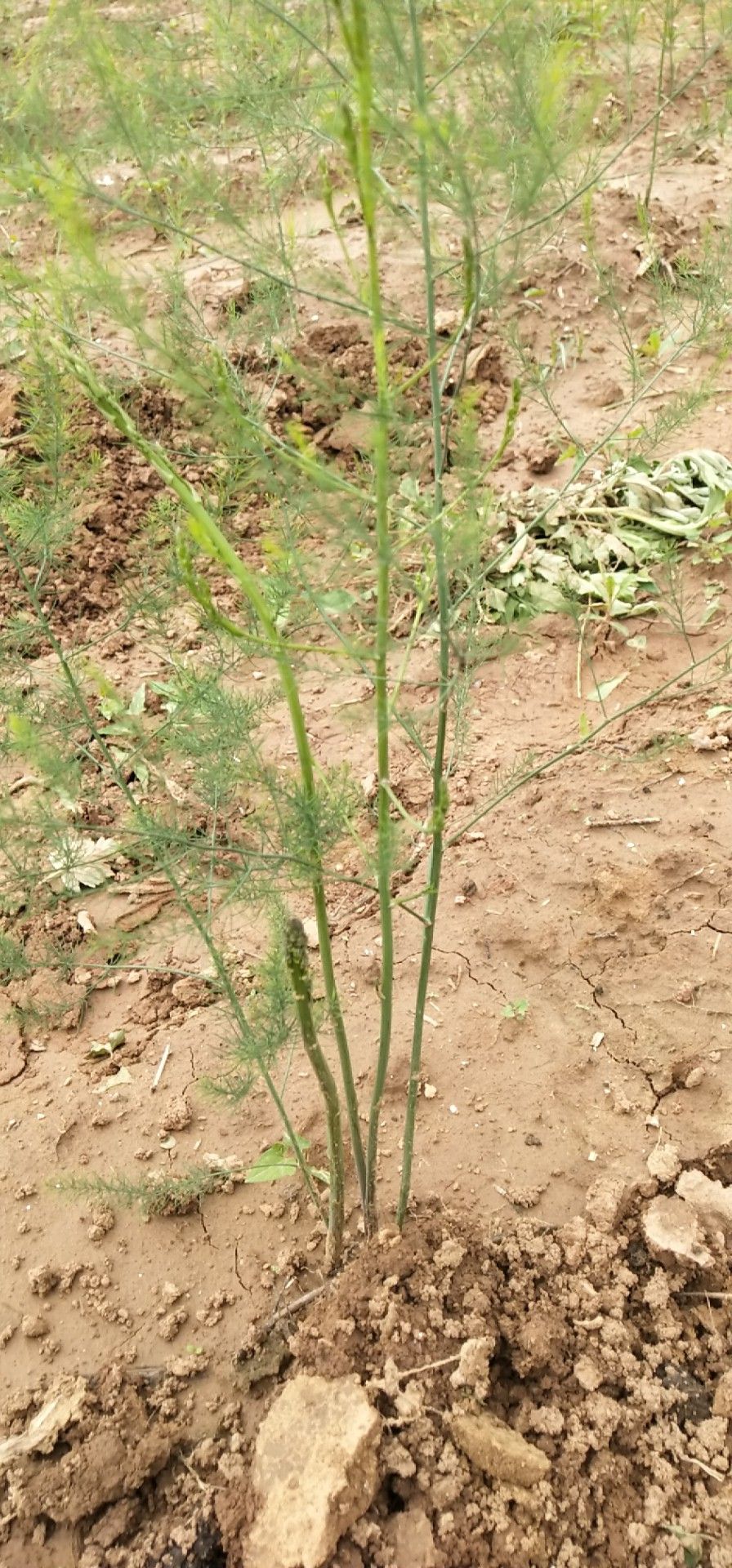 芦笋苗3年大苗,20个大根以上