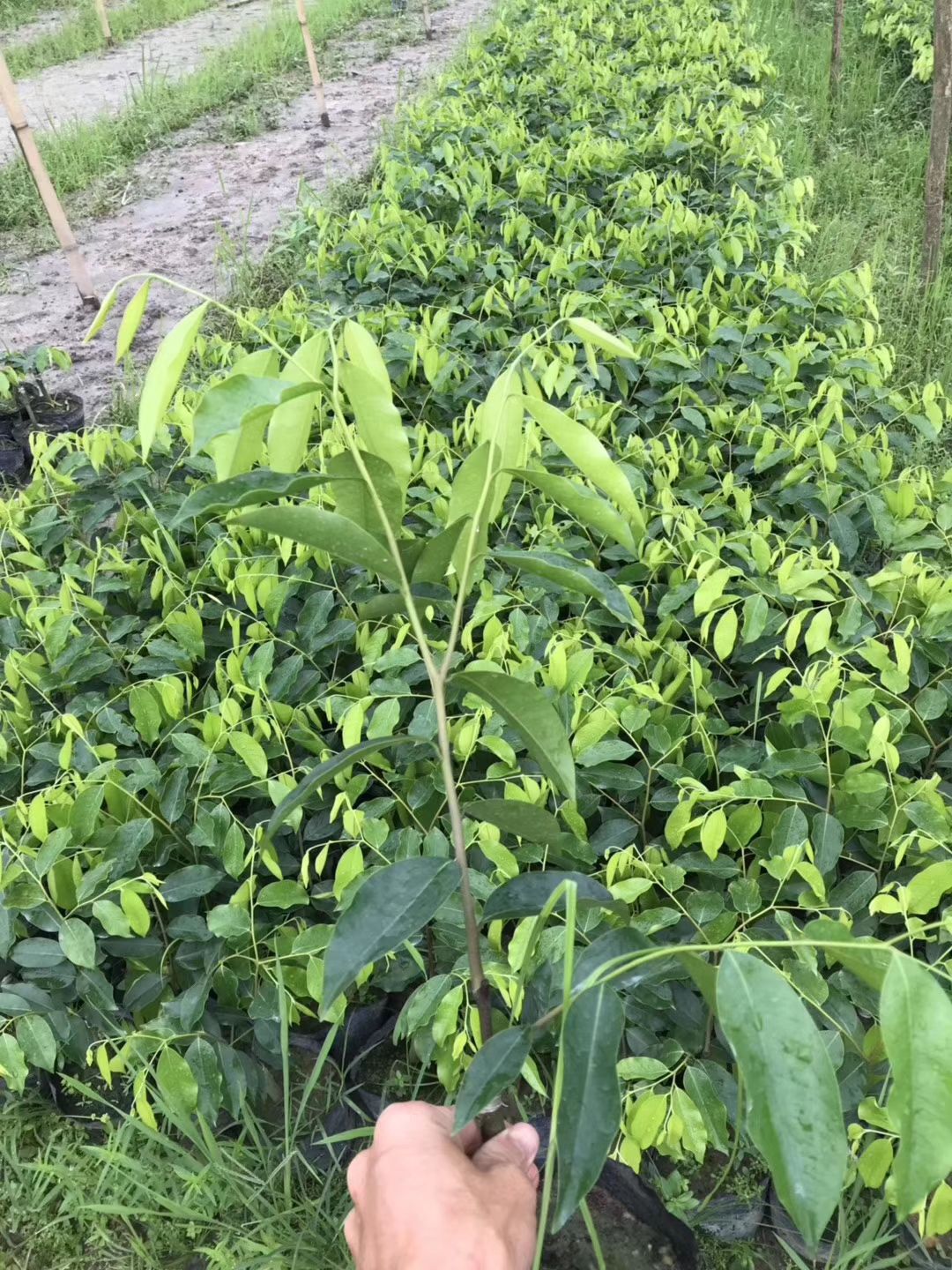 奇楠沉香树 出售奇楠苗