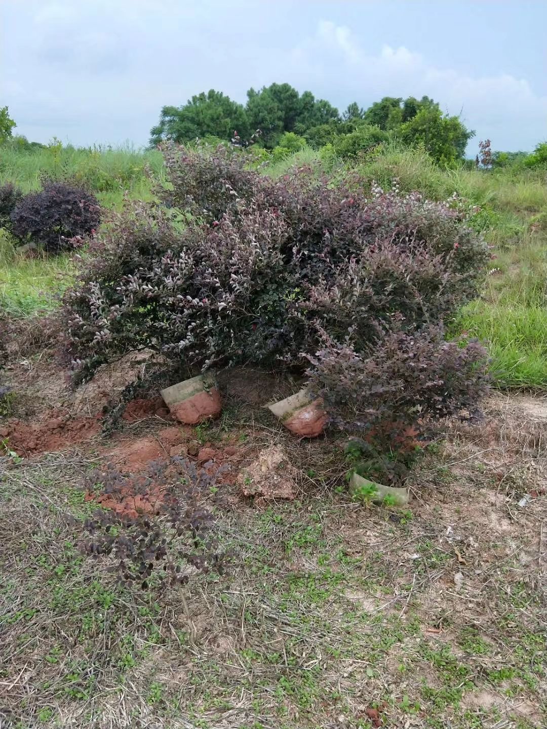 黑珍珠红继木