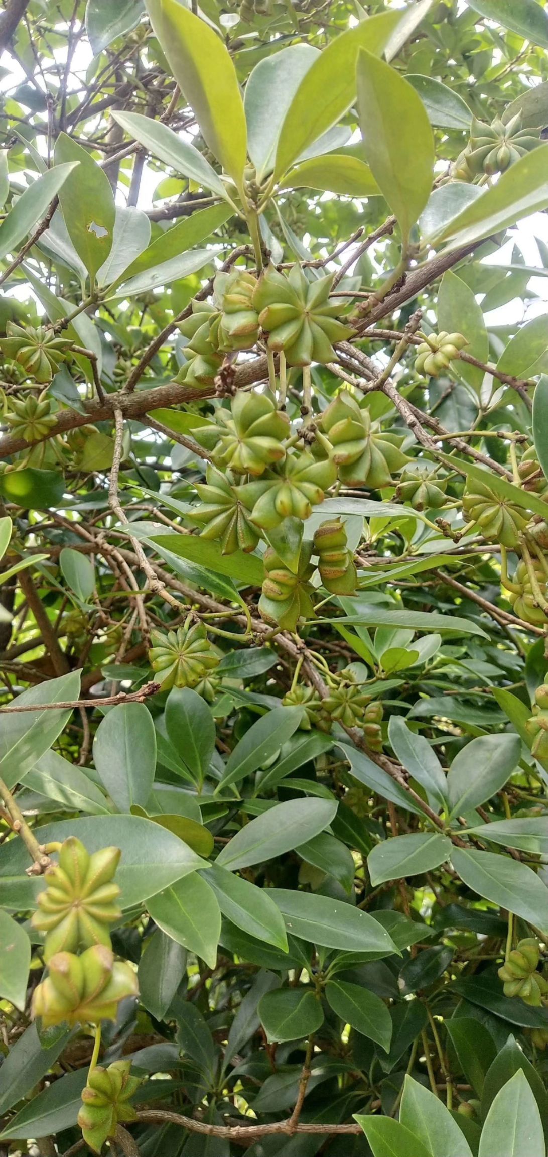 也叫八角茴香,是一种调味香料.