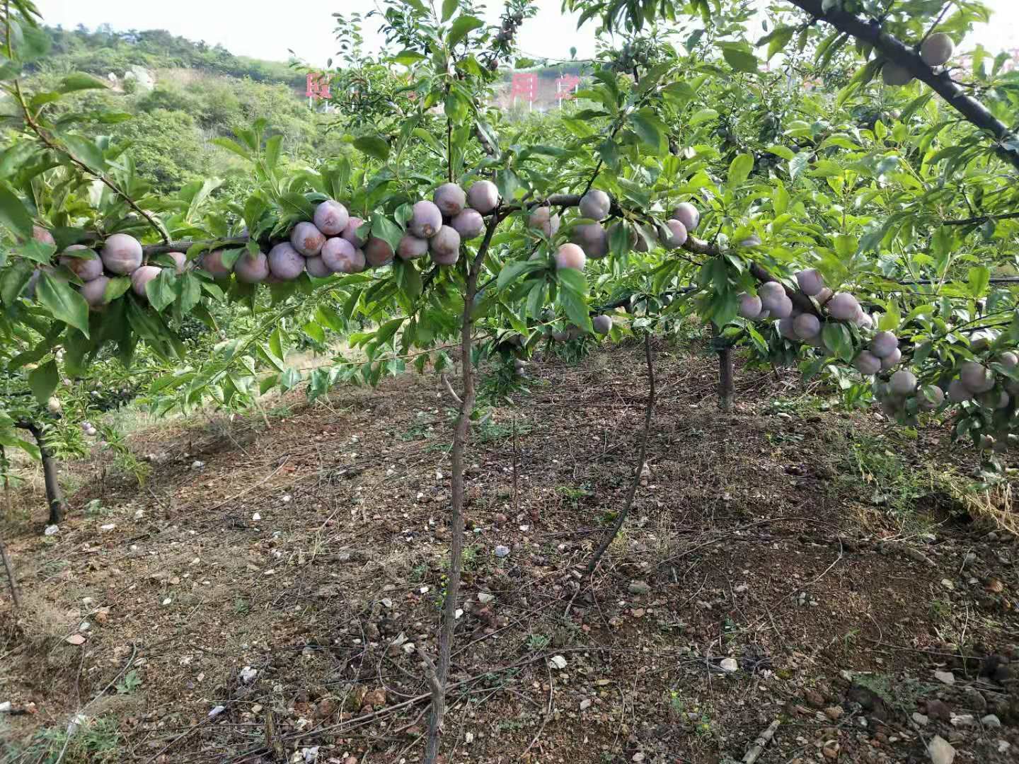 芙蓉李