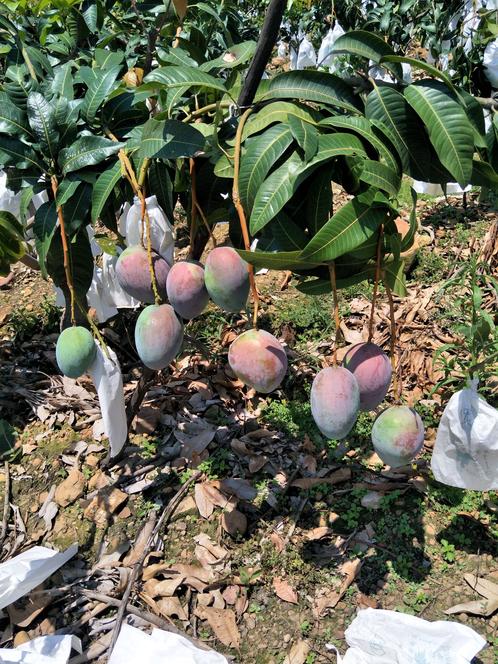 攀枝花凯特芒果大青芒