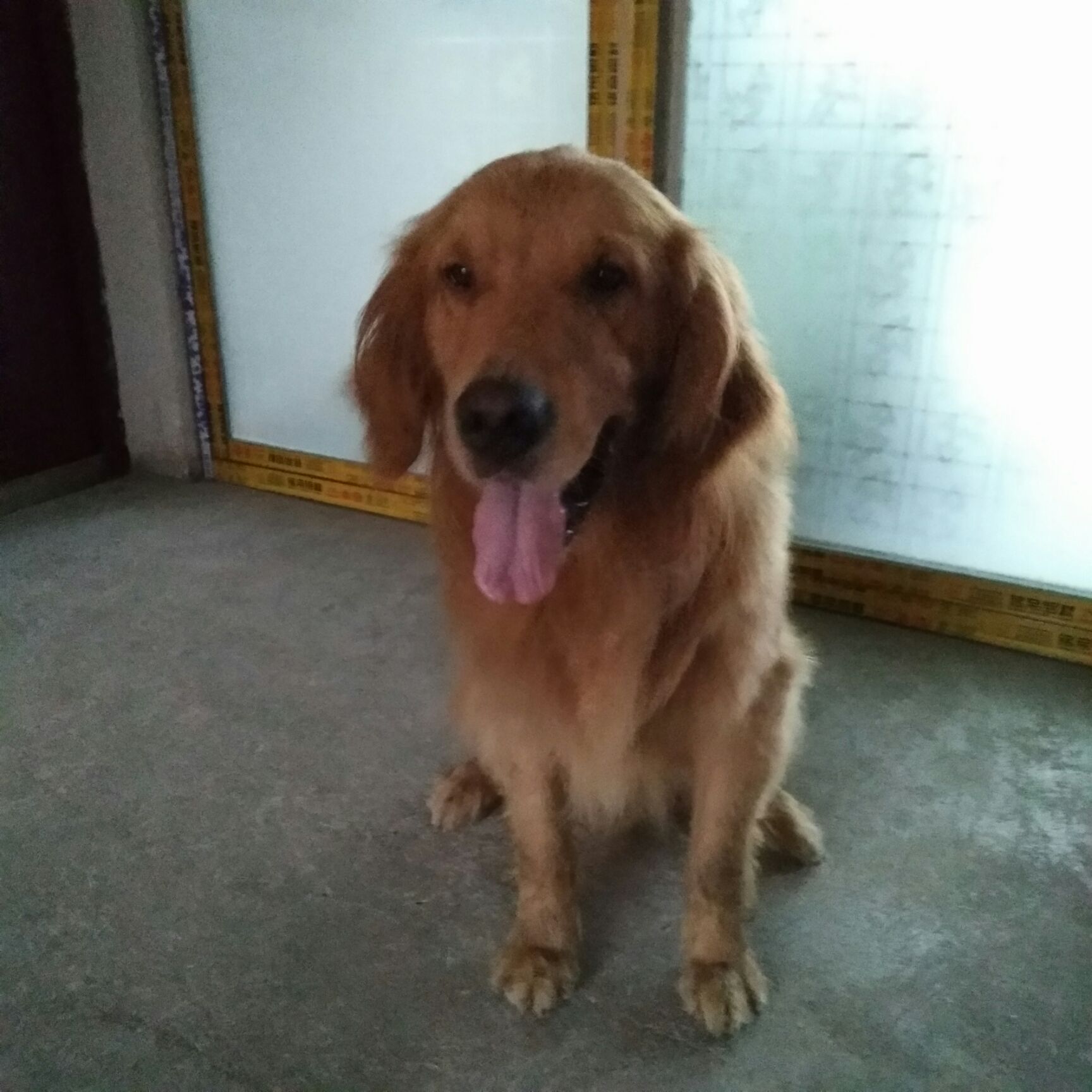 金毛犬 金毛狮王