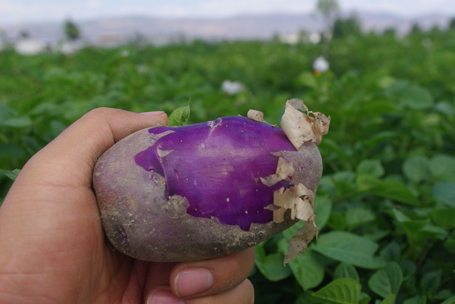 云南丽江黑土豆乌洋芋