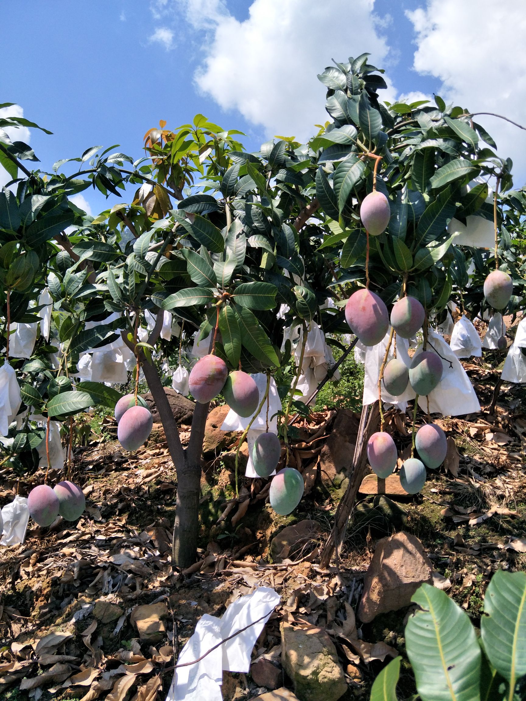 攀枝花凯特芒果大青芒