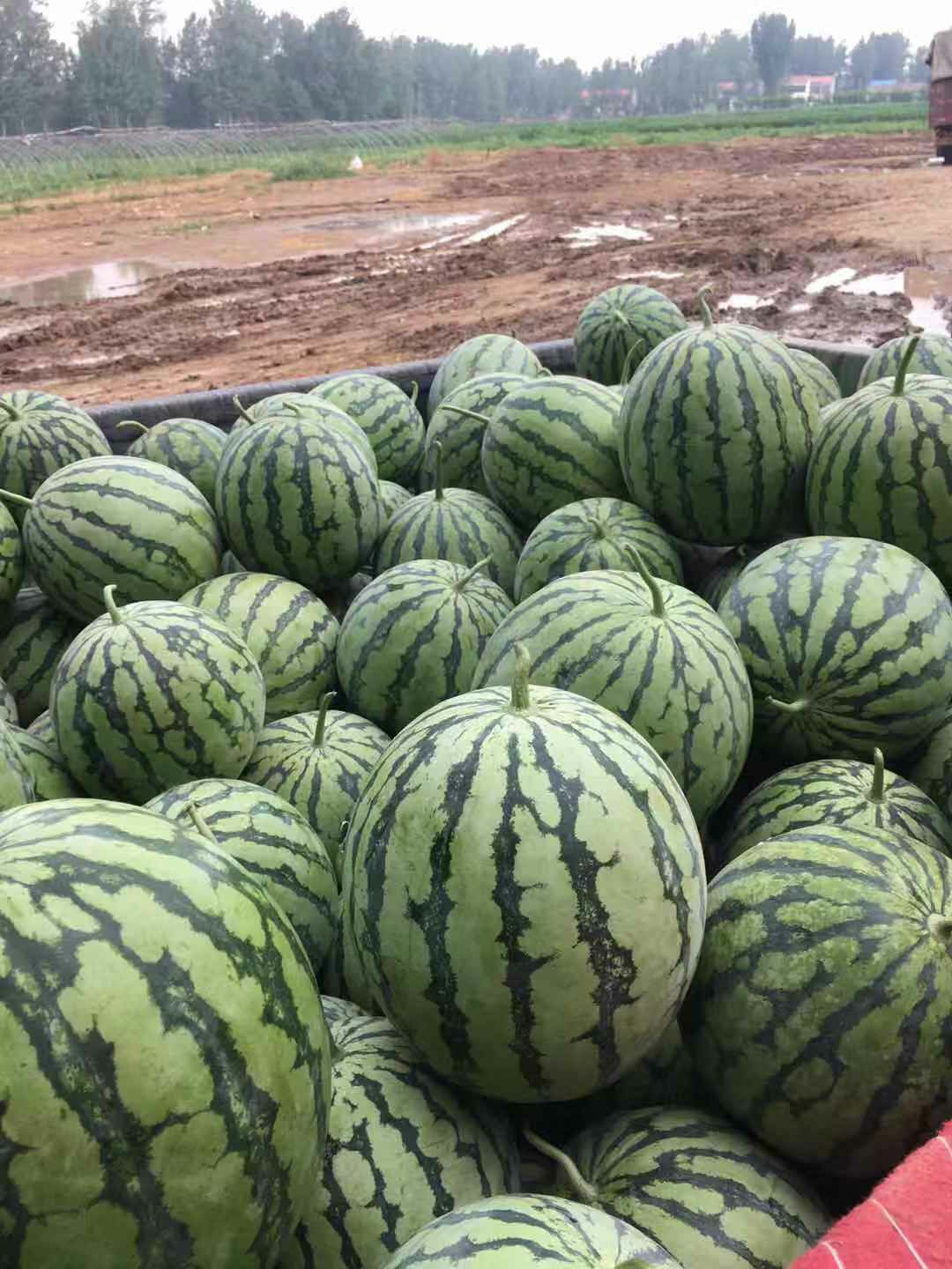 麒麟西瓜麒麟瓜大量上市