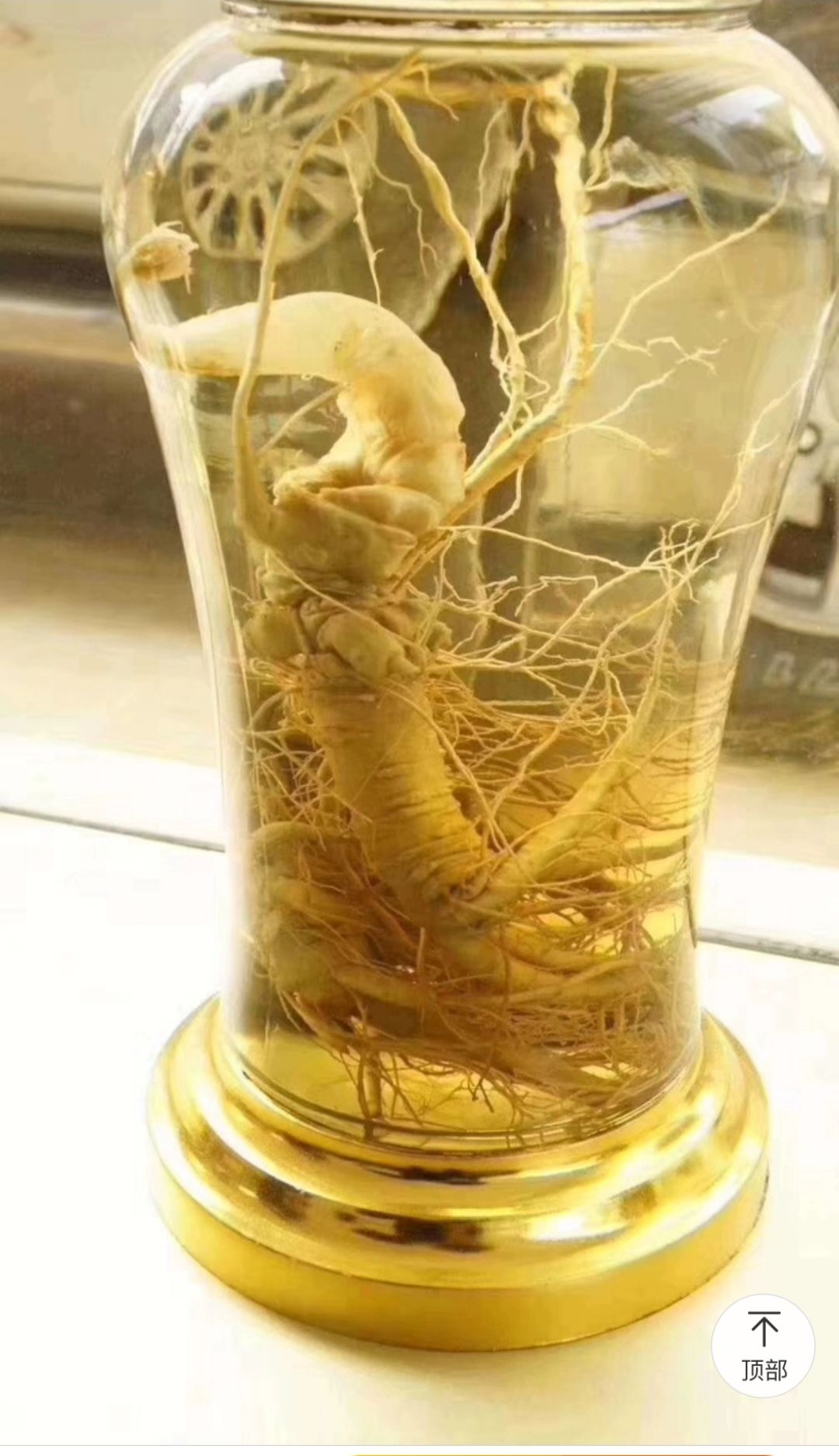 文山基地直供现挖现卖泡酒鲜新三七【包邮】