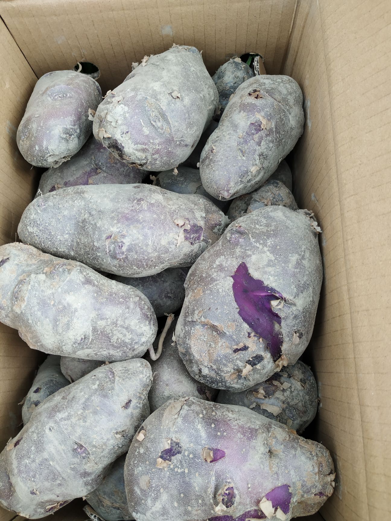云南丽江黑土豆乌洋芋