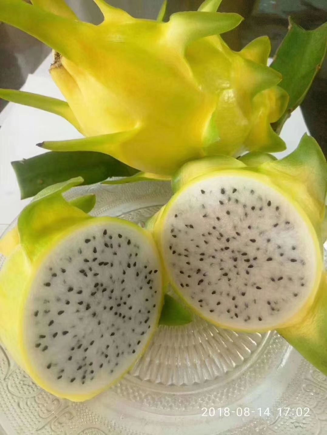 黄皮火龙果苗