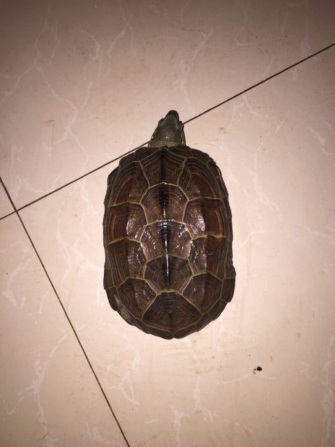 品种名:中华草龟          乌龟,野生乌龟