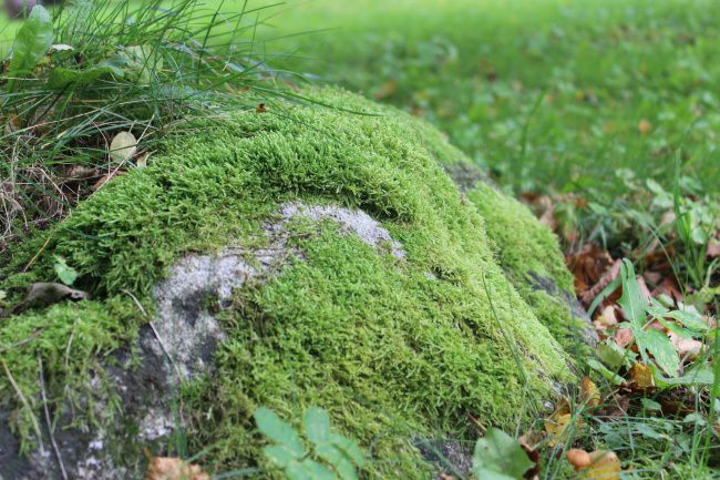 水苔,苔藓