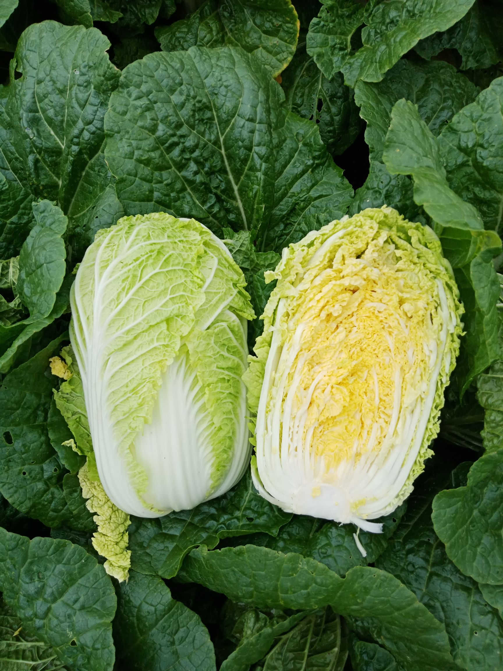 供应大厅  蔬菜 娃娃菜   商品属性 品种名:黄心娃娃菜 种植环境:露地