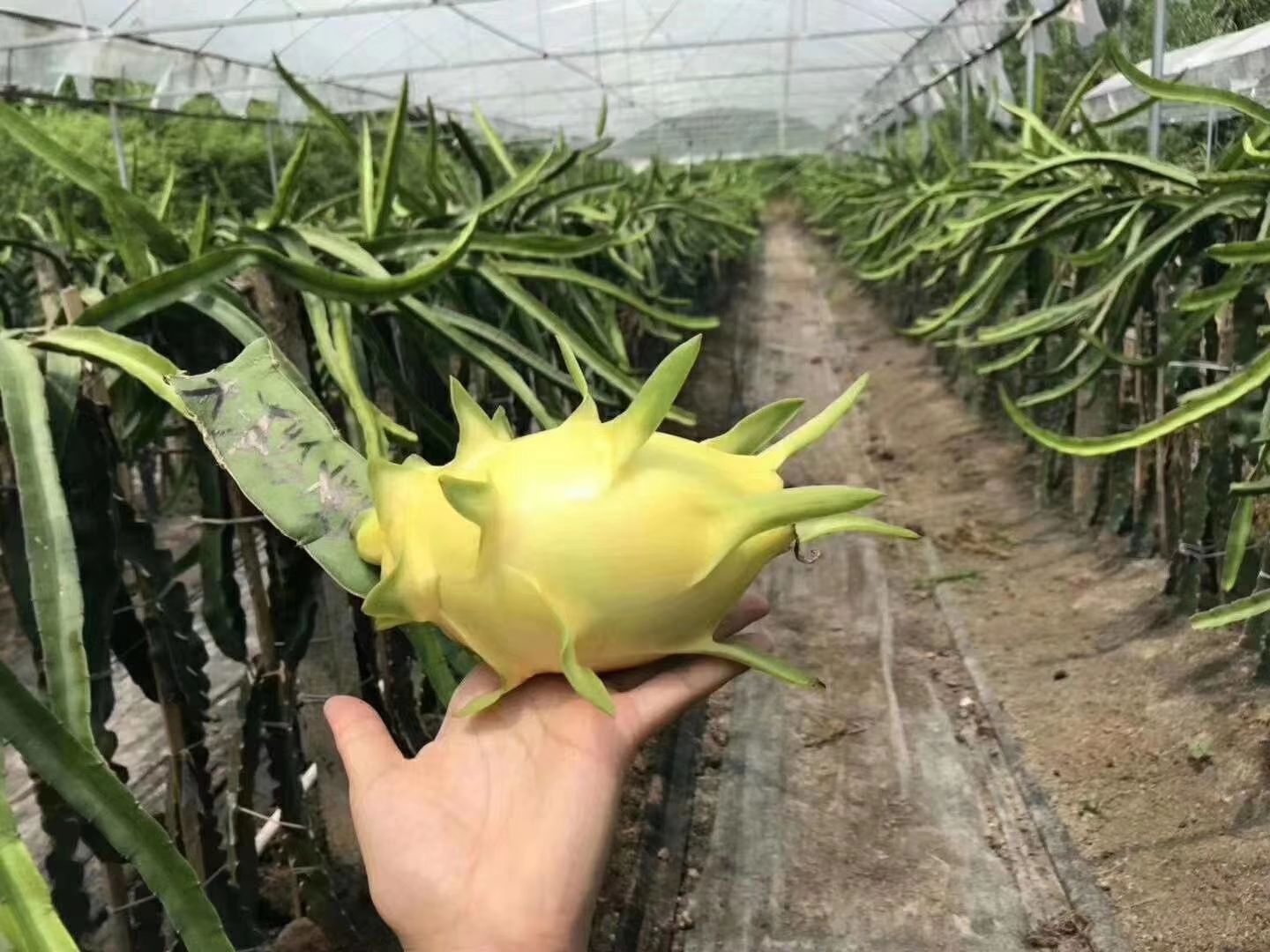 黄皮火龙果苗