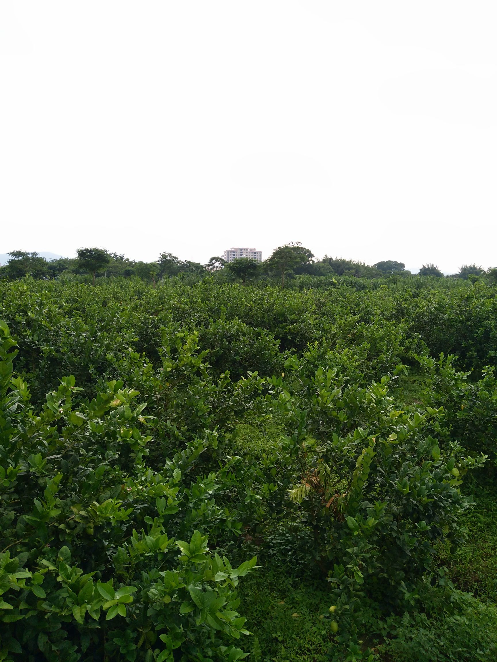 广东1级台湾香水柠檬