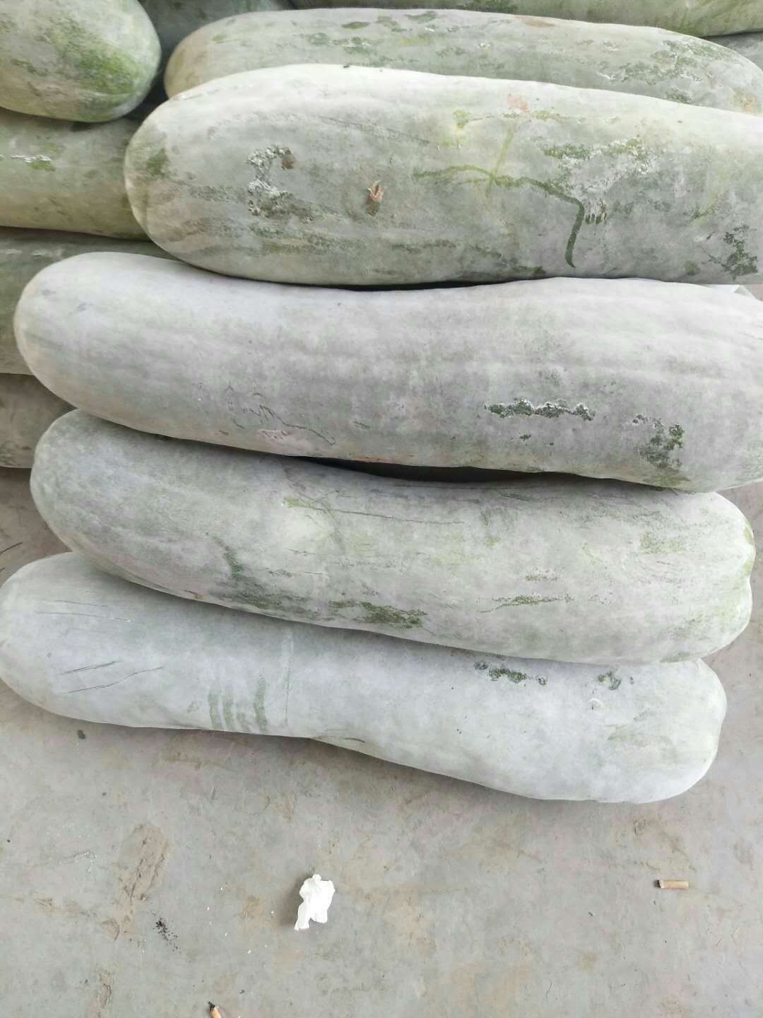黑皮冬瓜 青皮冬瓜