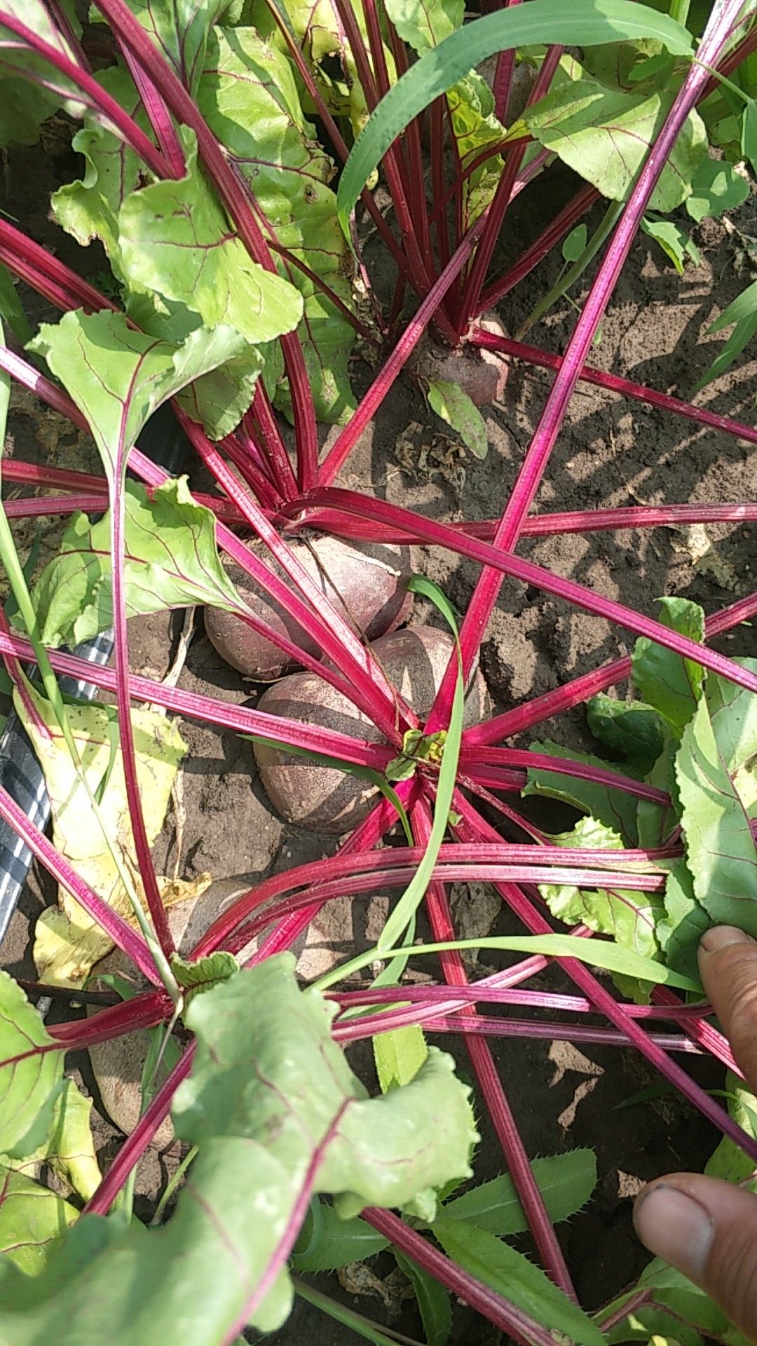 甜菜根 有需要的联系我加工厂货量大