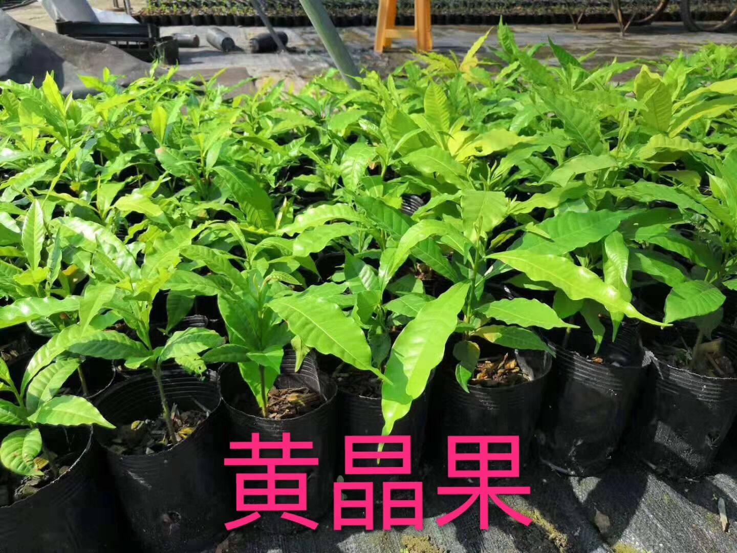 台湾黄晶果苗 黄金果树苗盆栽地栽庭院果树 苗圃果树价格30元/株