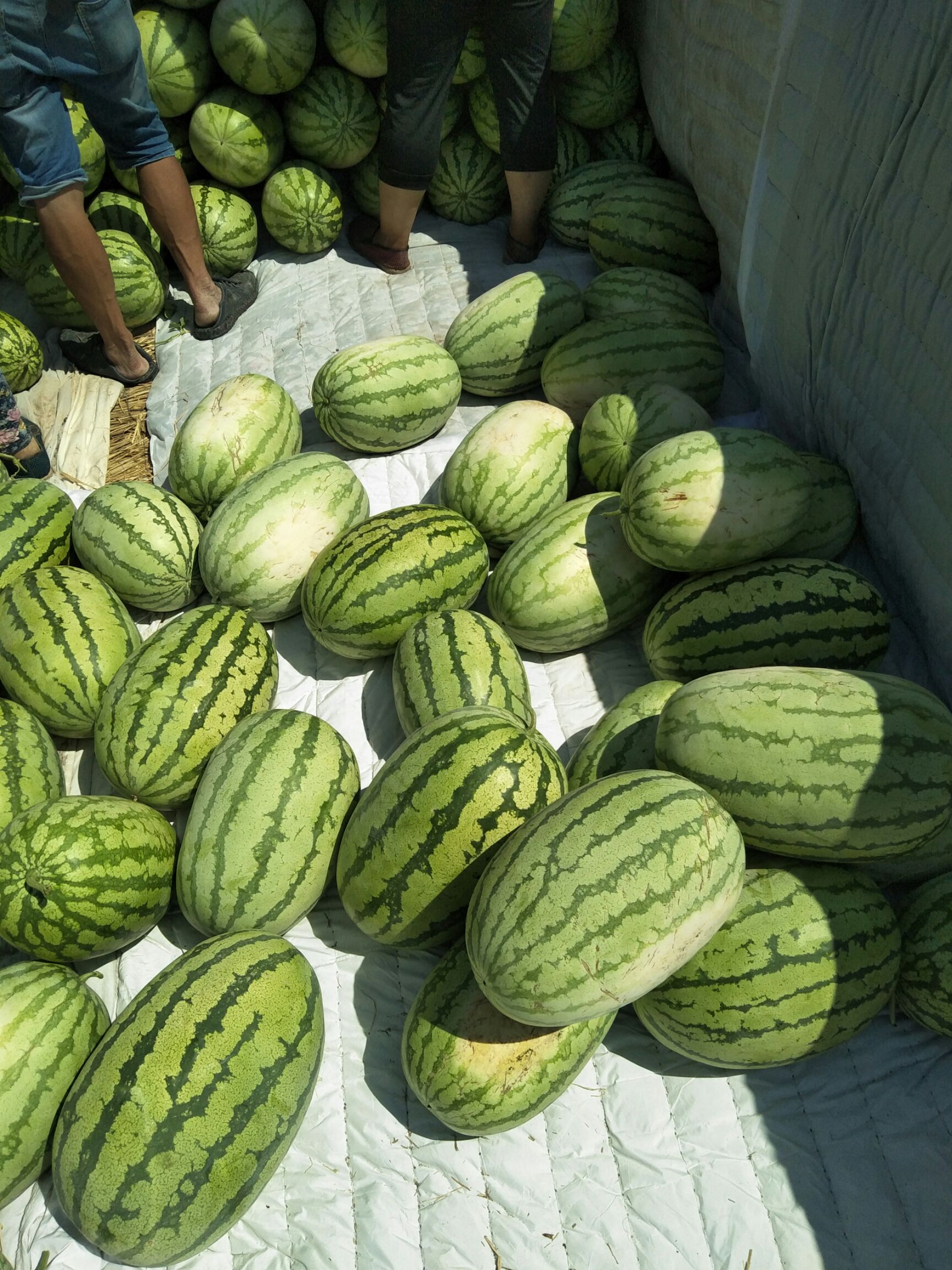 新疆15斤打底西瓜