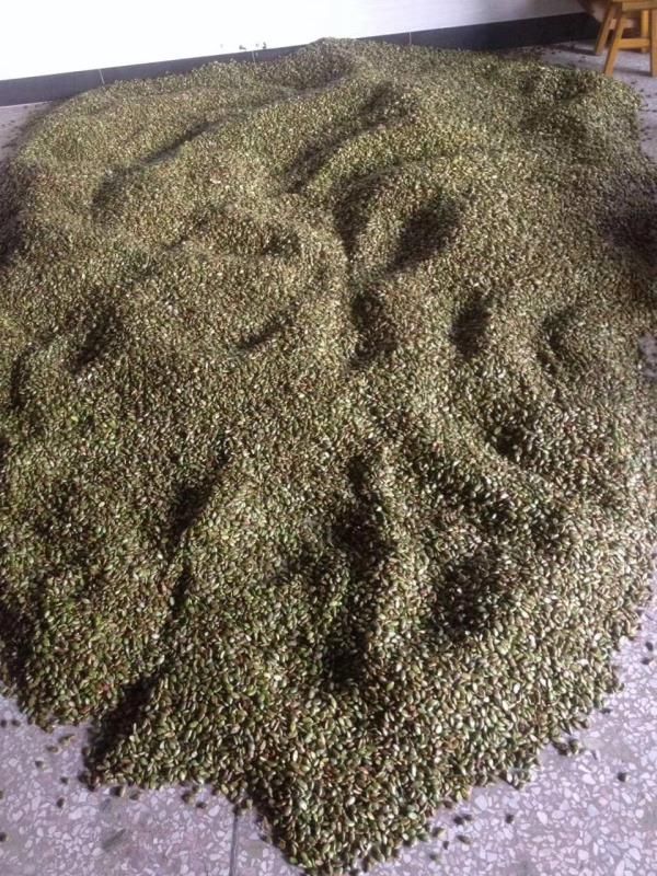 黄皮果种子