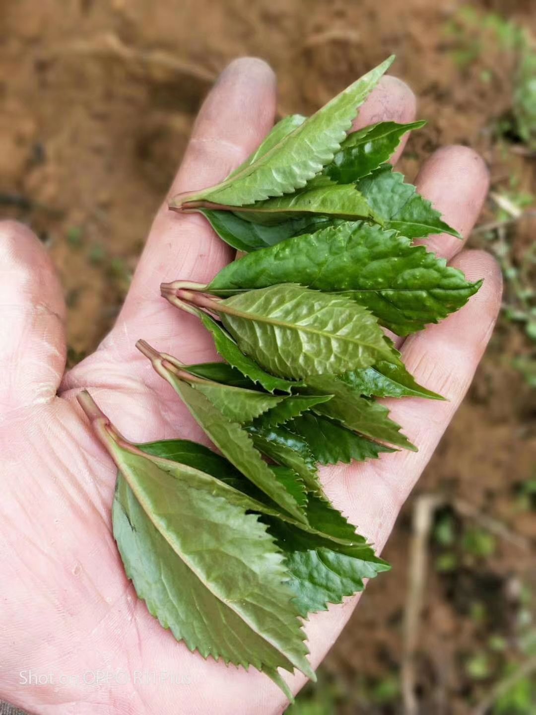 黄金茶 草珊瑚,是大家都非常熟悉的一种中草药,以前的人们都是用最