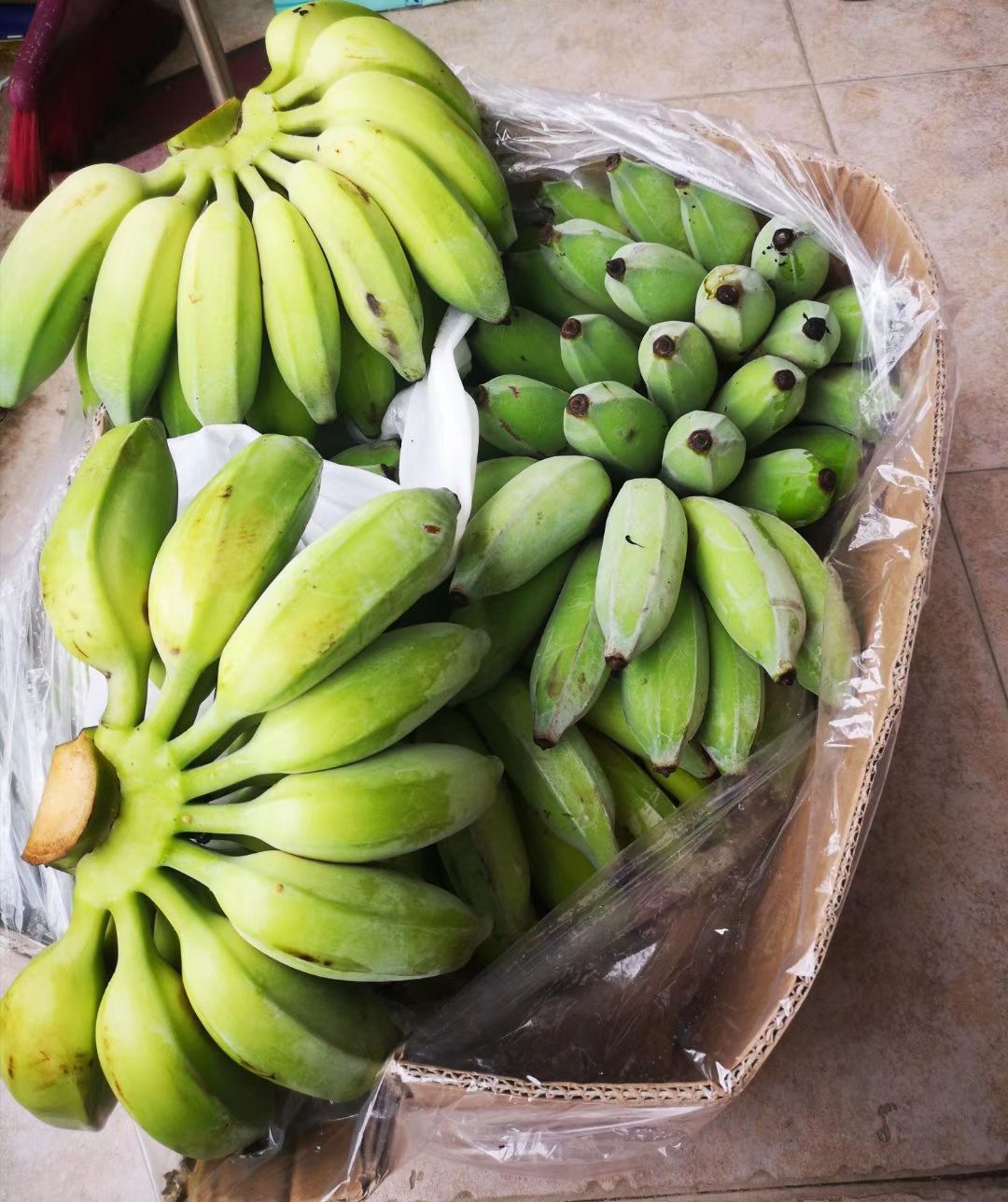 西贡蕉哪里有卖 - 西贡蕉货源 -西贡蕉图片\/价格