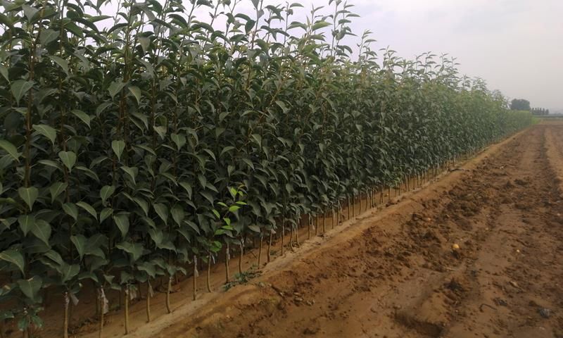 皇冠梨苗 皇冠梨树苗嫁接梨苗果树苗基地批发